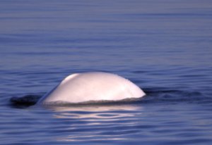 Beluga in ondergaand zonlicht