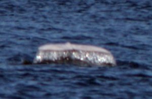 Staart walvis
