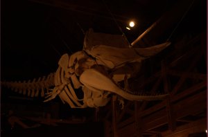 Skelet sperm whale