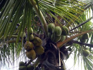 Kokosnoot aan boom