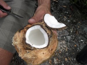 Open kokosnoot