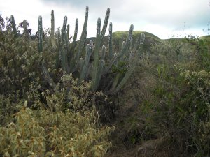 Trail met grote cactus