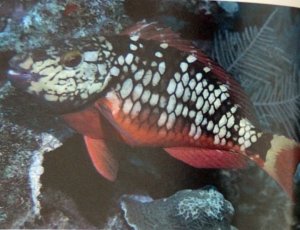 parrotfish initial fase