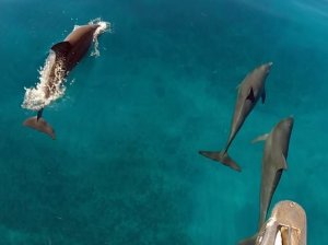 Dolfijnen voor boeg