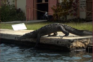 Krokodil gaat zwemmen