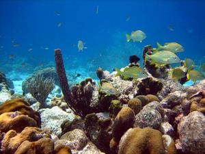 Onderwaterleven bij Curaçao