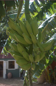 Bananen aan de boom