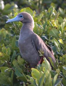 Ontelbaar veel vogels in de mangroven