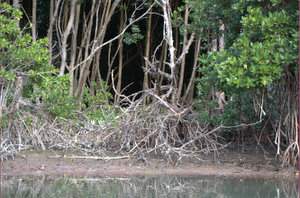 Imposante mangrovewortels