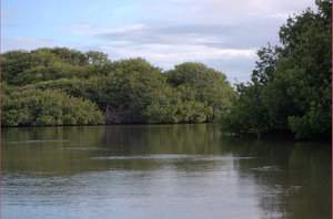 Mangroven verkennen met de bijboot