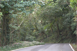 De weg naar El Yunque, het enige regenwoud van de VS