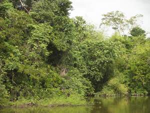 Groene oever Surinamerivier