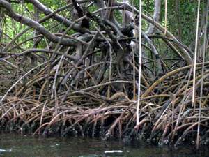 Wortels in de mangroven