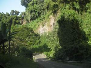 Prachtige bochtige wegen met veel groen op Martinique