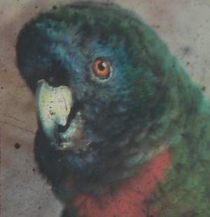 Jaco parrot