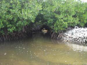 Kajakken start door een tunnel van mangroven