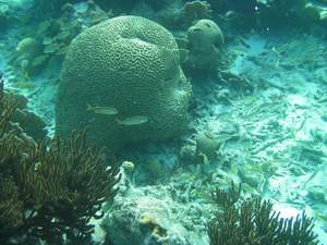 Onderwaterwereld voor kust Klein Bonaire