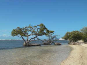 Strand met de mangroven bij Playa de Ponce