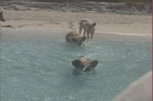 Varkens zwemmen vanaf strand