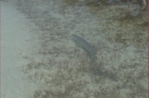 Barracuda in enkeldiep water