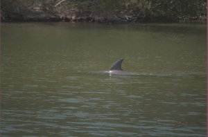 Dolfijn in Indian River