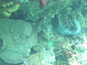 Prachtig koraal bij Thunderball Grotto