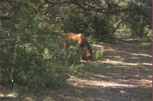 Wilde paarden op Cumberland Island