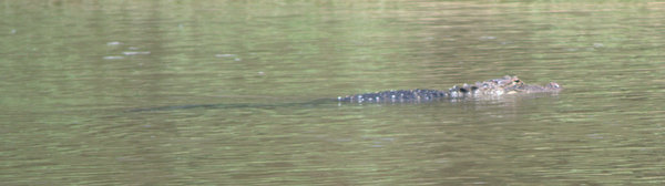 Alligator in ICW