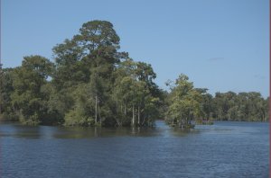 Bomen in water naast Waccamaw River