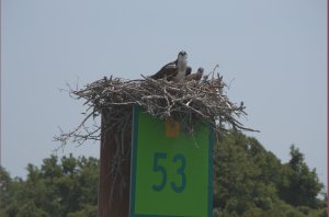 Nest met jong op vaarwegmarkering