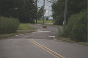 Hert op weg kijkt nieuwsgierig naar mij