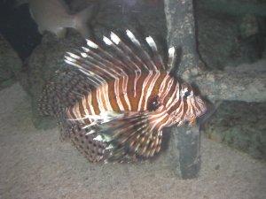 Lionfish in Sout Carolina Aquarium