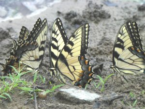 Vlinders in Great Falls Park