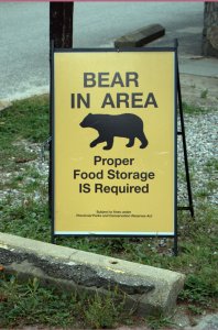 Bear in Area