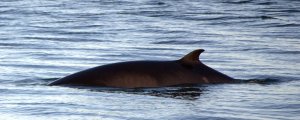 Walvis