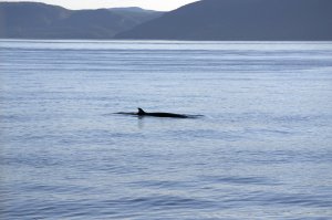 Walvis en bergen