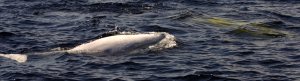 Beluga