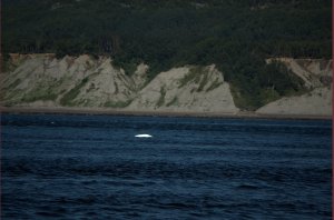 Beluga
