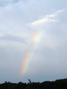 Regenboog