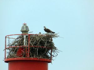 Roofvogel met jong op paal