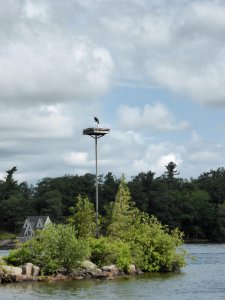 Roofvogel met eilandje