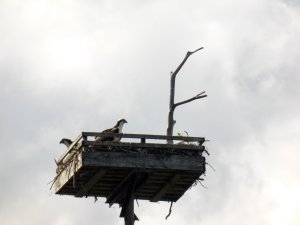 Roofvogel met jong