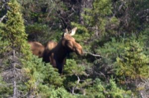 Eland close up