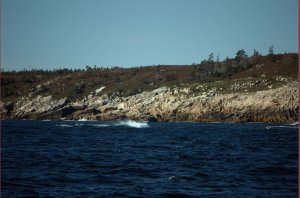 Kust