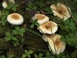Paddenstoelen