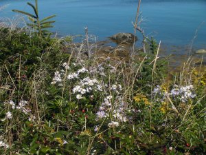 Bloemen