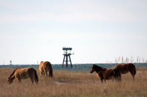 paarden