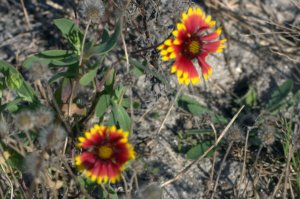 Bloemen