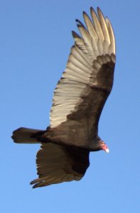 roofvogel