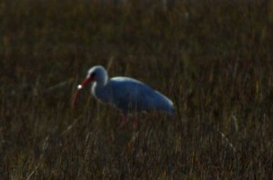 Witte Ibis